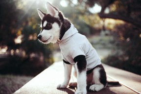 华体会体育-帕尔默关键一传，伊朗再证澳大利亚克星本色