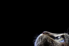 华体会app-魔术掀台！英格拉姆关键三分轰碎公牛，一战锁定关键先生