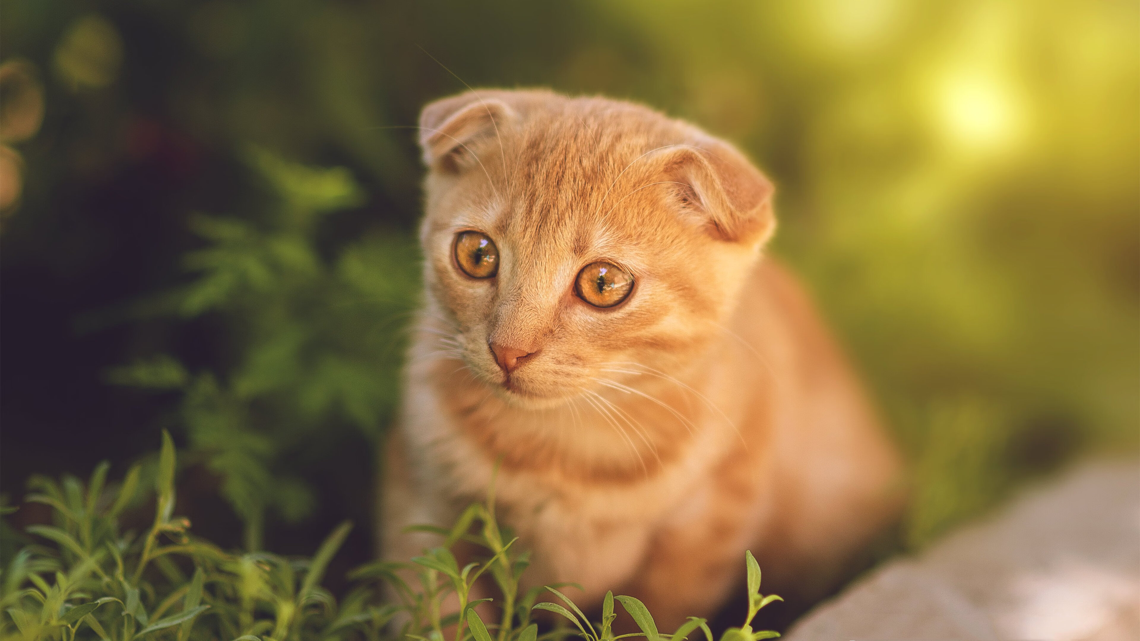 华体会网址-真假莱万之战，AC米兰用佛罗伦萨式胜利粉碎紫百合  第1张