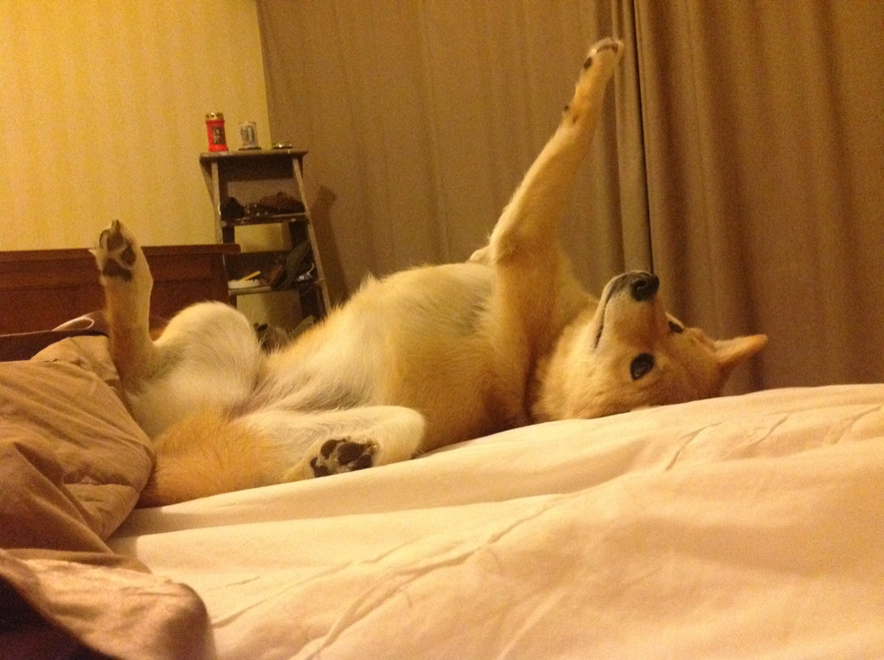 华体会登录-新王降临，从金州斩日到北美之巅，篮球世界的权杖正在易主  第2张