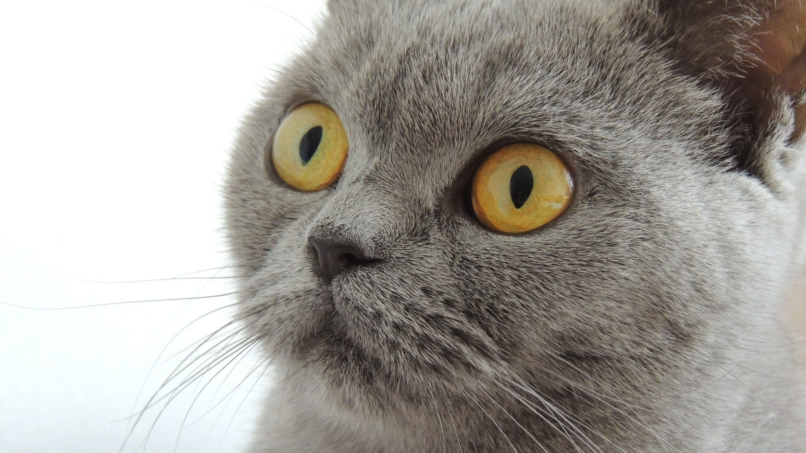 华体会-哈弗茨双重封锁，从曼联梦剧场到F1巴林赛道，他接管了比赛  第1张