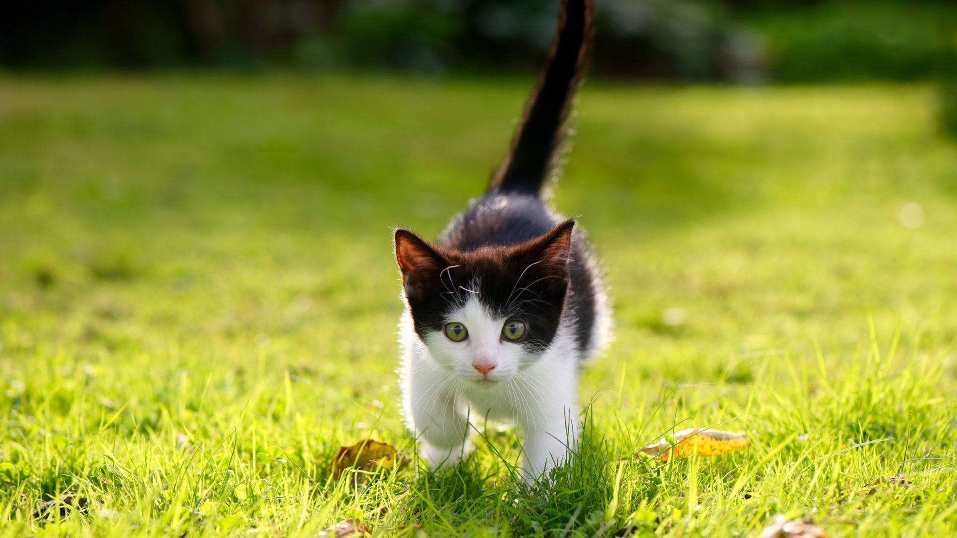 华体会官网-北方极光VS非洲黑星，哈兰德在证明之战中镌刻传奇  第1张