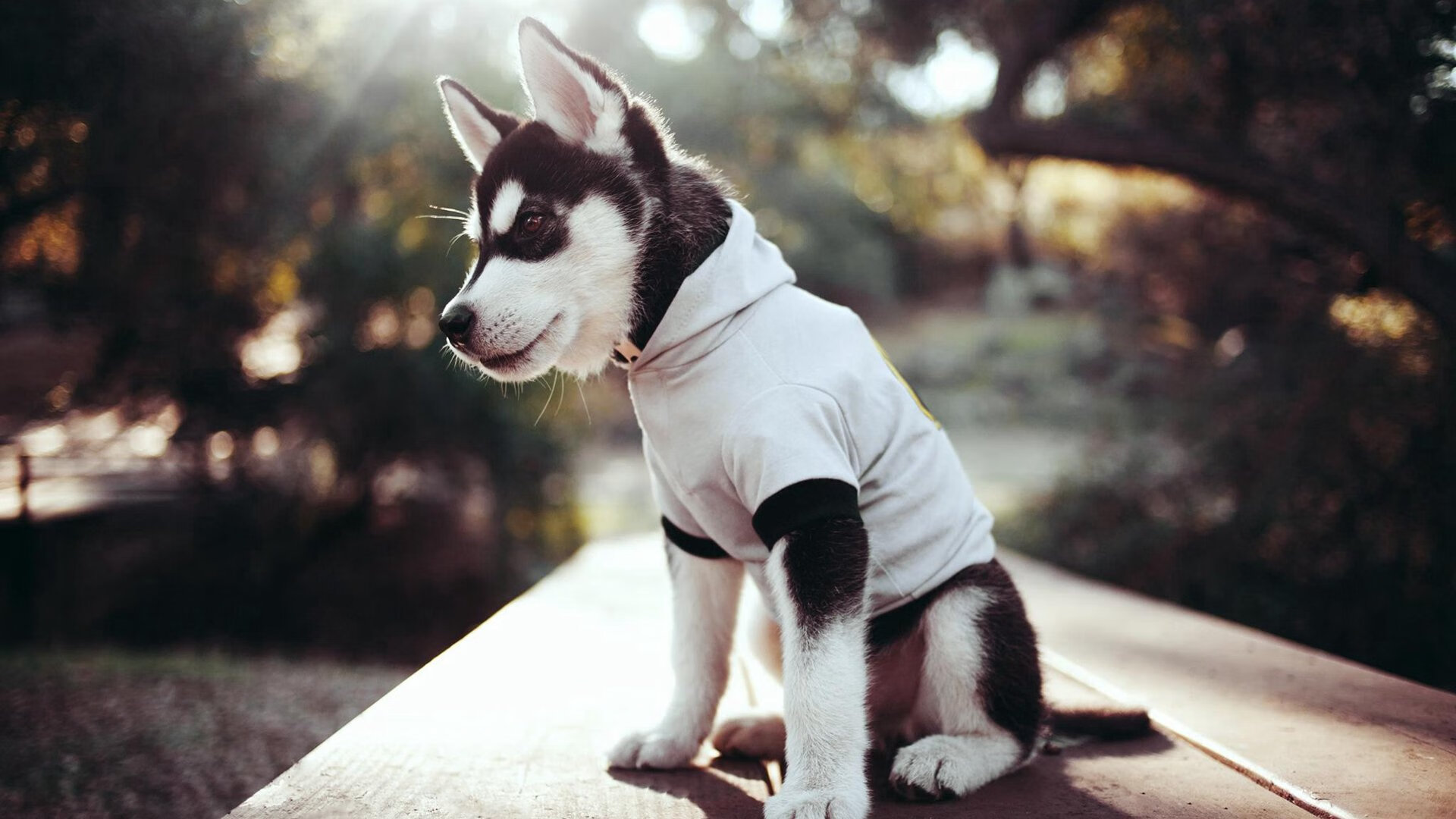 华体会体育-帕尔默关键一传，伊朗再证澳大利亚克星本色  第1张