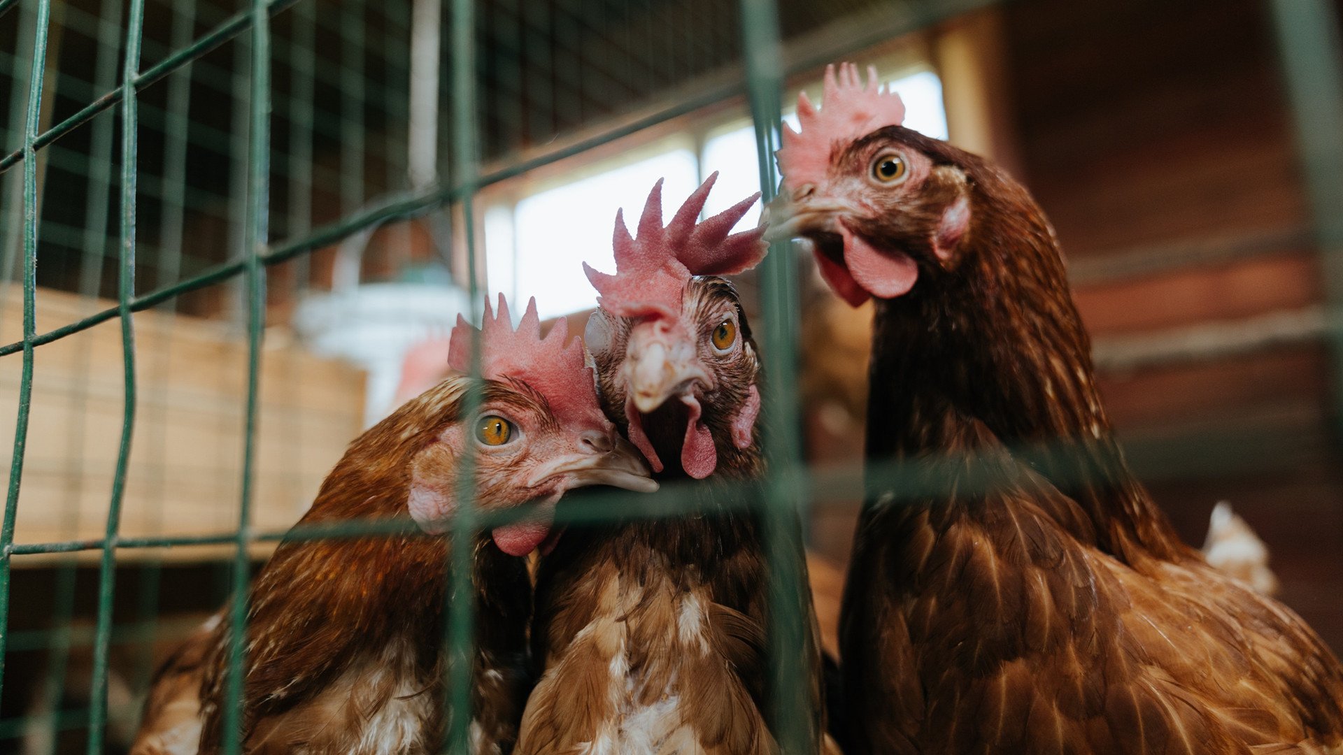 华体会登录-隐形MVP，当霍勒迪把比赛调成了静音模式  第1张